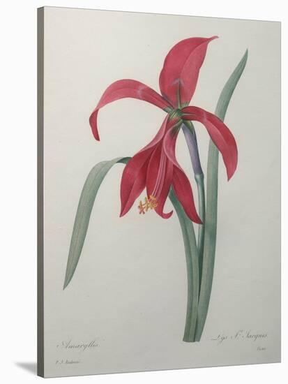 Amaryllis-Pierre-Joseph Redoute-Stretched Canvas