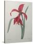 Amaryllis-Pierre-Joseph Redoute-Stretched Canvas