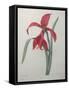 Amaryllis-Pierre-Joseph Redoute-Framed Stretched Canvas