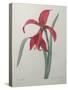 Amaryllis-Pierre-Joseph Redoute-Stretched Canvas