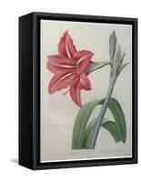 Amaryllis-Pierre-Joseph Redoute-Framed Stretched Canvas