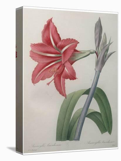 Amaryllis-Pierre-Joseph Redoute-Stretched Canvas