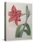 Amaryllis-Pierre-Joseph Redoute-Stretched Canvas