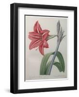 Amaryllis-Pierre-Joseph Redoute-Framed Art Print