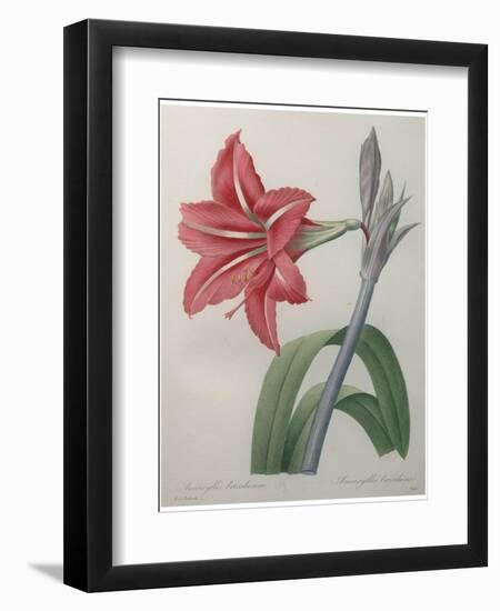 Amaryllis-Pierre-Joseph Redoute-Framed Art Print