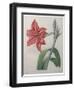 Amaryllis-Pierre-Joseph Redoute-Framed Art Print