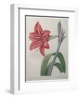 Amaryllis-Pierre-Joseph Redoute-Framed Art Print