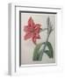 Amaryllis-Pierre-Joseph Redoute-Framed Art Print