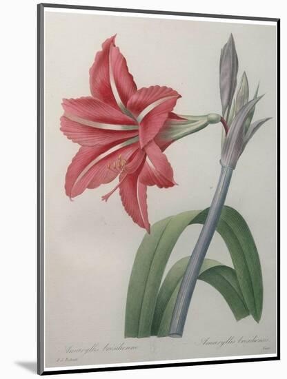 Amaryllis-Pierre-Joseph Redoute-Mounted Art Print