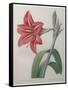 Amaryllis-Pierre-Joseph Redoute-Framed Stretched Canvas