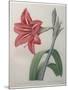 Amaryllis-Pierre-Joseph Redoute-Mounted Art Print