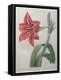 Amaryllis-Pierre-Joseph Redoute-Framed Stretched Canvas