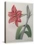 Amaryllis-Pierre-Joseph Redoute-Stretched Canvas