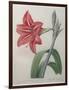 Amaryllis-Pierre-Joseph Redoute-Framed Art Print