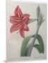 Amaryllis-Pierre-Joseph Redoute-Mounted Art Print