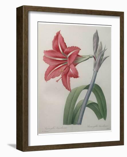 Amaryllis-Pierre-Joseph Redoute-Framed Art Print