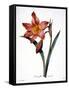 Amaryllis-null-Framed Stretched Canvas