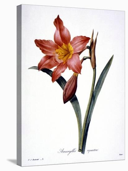 Amaryllis-null-Stretched Canvas