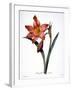 Amaryllis-null-Framed Giclee Print