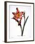 Amaryllis-null-Framed Giclee Print