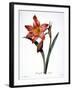 Amaryllis-null-Framed Giclee Print