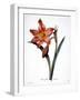 Amaryllis-null-Framed Giclee Print