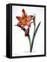 Amaryllis-null-Framed Stretched Canvas