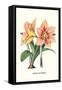 Amaryllis-Louis Van Houtte-Framed Stretched Canvas