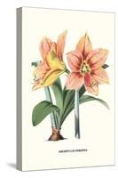 Amaryllis-Louis Van Houtte-Stretched Canvas