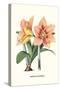 Amaryllis-Louis Van Houtte-Stretched Canvas