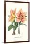 Amaryllis-Louis Van Houtte-Framed Art Print