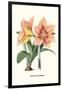 Amaryllis-Louis Van Houtte-Framed Art Print