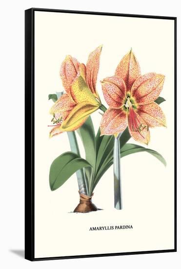 Amaryllis-Louis Van Houtte-Framed Stretched Canvas