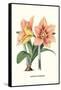 Amaryllis-Louis Van Houtte-Framed Stretched Canvas