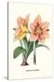 Amaryllis-Louis Van Houtte-Stretched Canvas