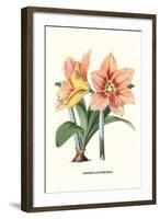 Amaryllis-Louis Van Houtte-Framed Art Print