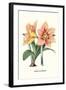 Amaryllis-Louis Van Houtte-Framed Art Print