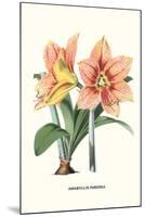 Amaryllis-Louis Van Houtte-Mounted Art Print