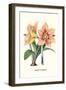 Amaryllis-Louis Van Houtte-Framed Art Print