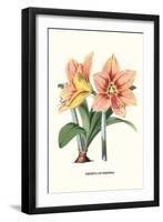 Amaryllis-Louis Van Houtte-Framed Art Print