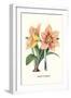 Amaryllis-Louis Van Houtte-Framed Art Print