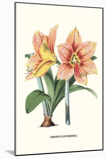 Amaryllis-Louis Van Houtte-Mounted Art Print