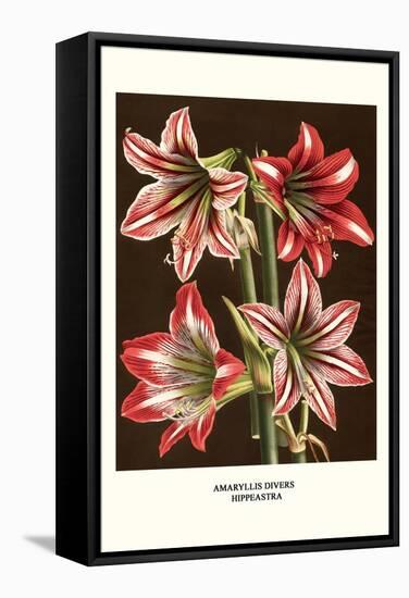 Amaryllis-Louis Van Houtte-Framed Stretched Canvas