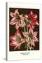 Amaryllis-Louis Van Houtte-Stretched Canvas