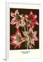 Amaryllis-Louis Van Houtte-Framed Art Print