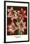 Amaryllis-Louis Van Houtte-Framed Art Print