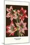 Amaryllis-Louis Van Houtte-Mounted Art Print