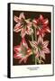 Amaryllis-Louis Van Houtte-Framed Stretched Canvas