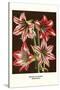 Amaryllis-Louis Van Houtte-Stretched Canvas