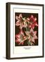 Amaryllis-Louis Van Houtte-Framed Art Print